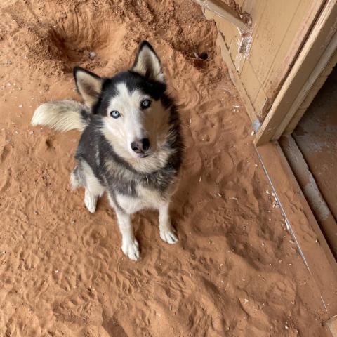 Sansa, an adoptable Siberian Husky in Kanab, UT, 84741 | Photo Image 6