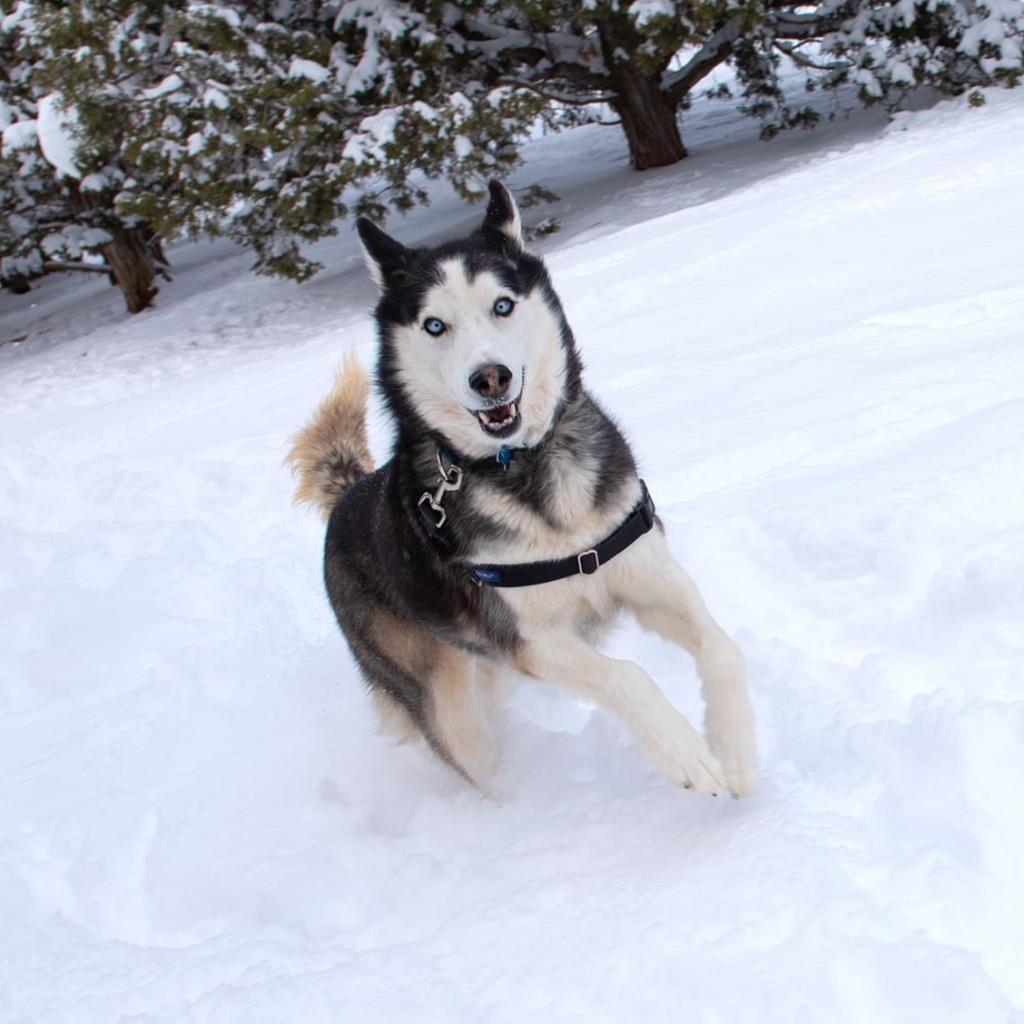 Sansa, an adoptable Siberian Husky in Kanab, UT, 84741 | Photo Image 6