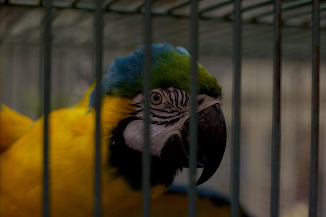 'RONI, Blue/Gold Macaw