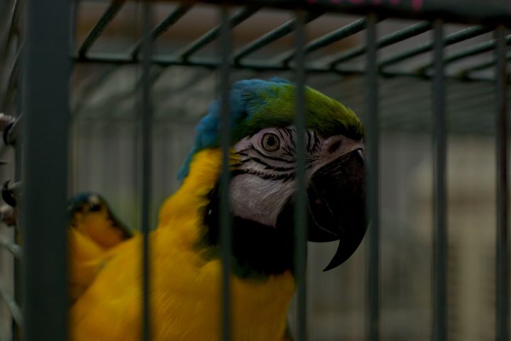 'RONI, Blue/Gold Macaw 2
