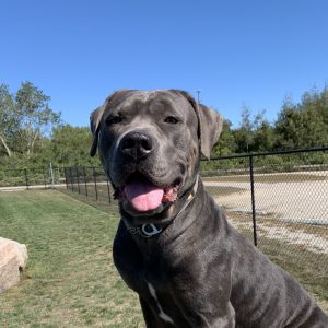 Roxy