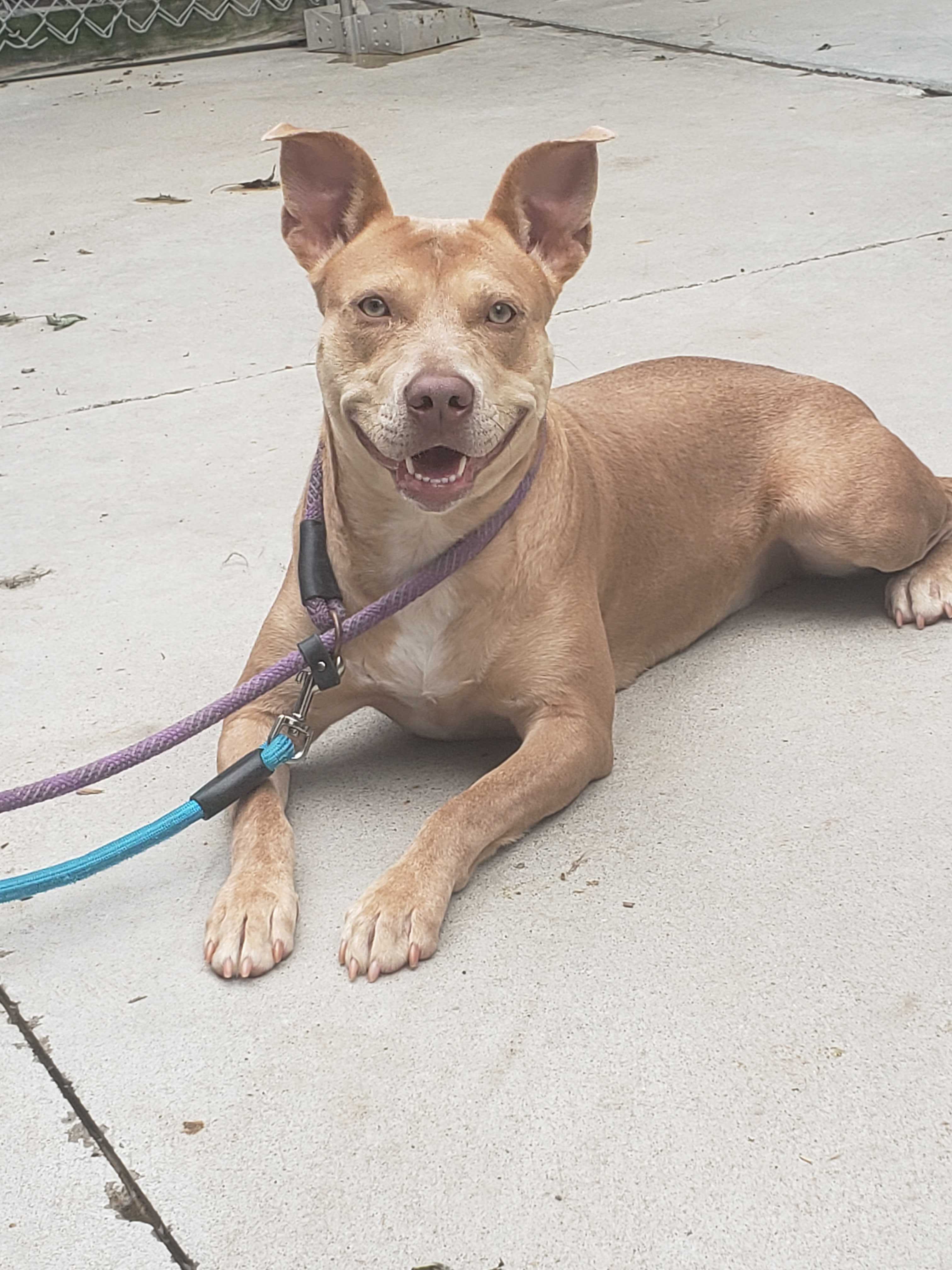 Opal, an adoptable Terrier in Anderson, IN, 46015 | Photo Image 2