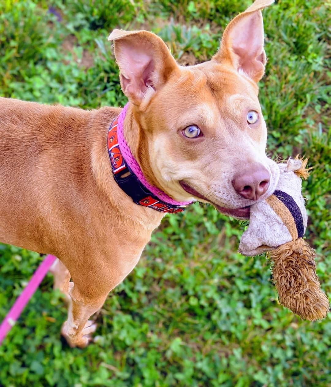 Opal, an adoptable Terrier in Anderson, IN, 46015 | Photo Image 3