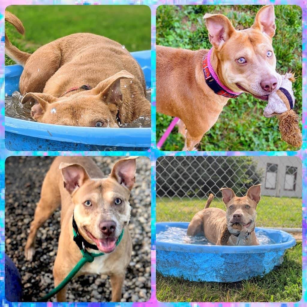 Opal, an adoptable Terrier in Anderson, IN, 46015 | Photo Image 1