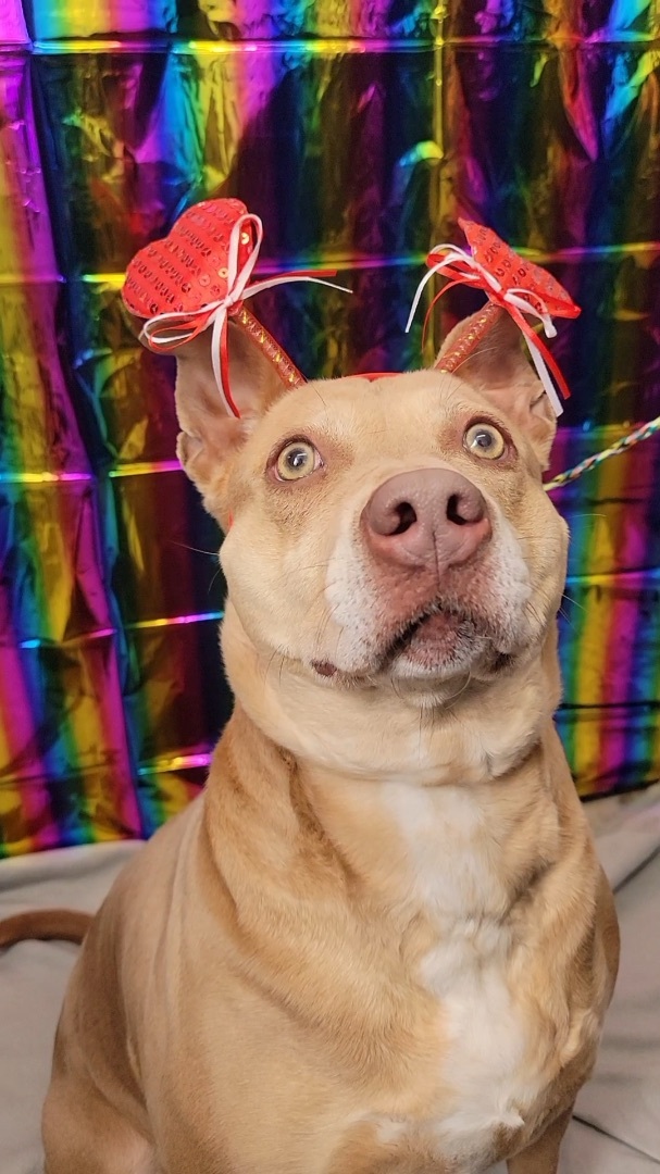 Opal, an adoptable Terrier in Anderson, IN, 46015 | Photo Image 4