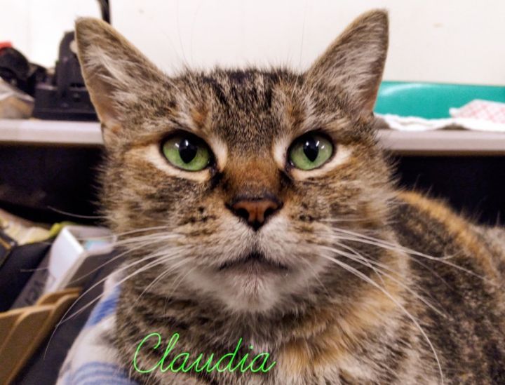 Claudia, an adoptable Domestic Short Hair in Blountville, TN