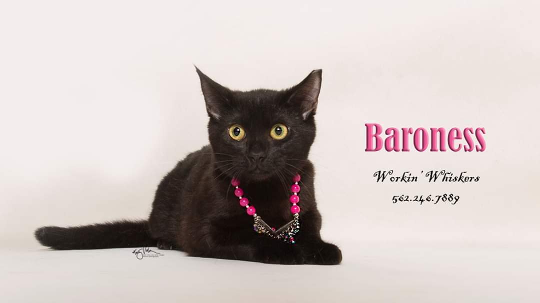BARONESS, an adoptable Bombay, Domestic Short Hair in HEMET, CA, 92544 | Photo Image 2