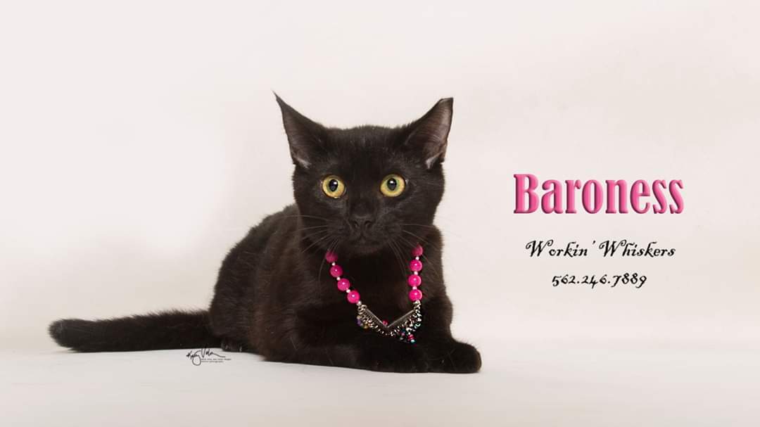 BARONESS, an adoptable Bombay, Domestic Short Hair in HEMET, CA, 92544 | Photo Image 4