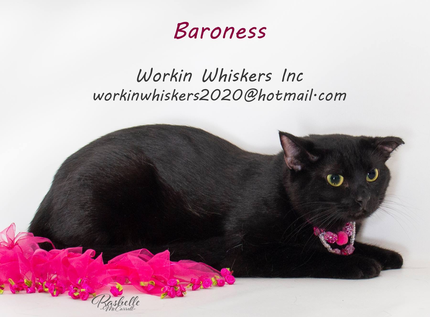 BARONESS, an adoptable Bombay, Domestic Short Hair in HEMET, CA, 92544 | Photo Image 5