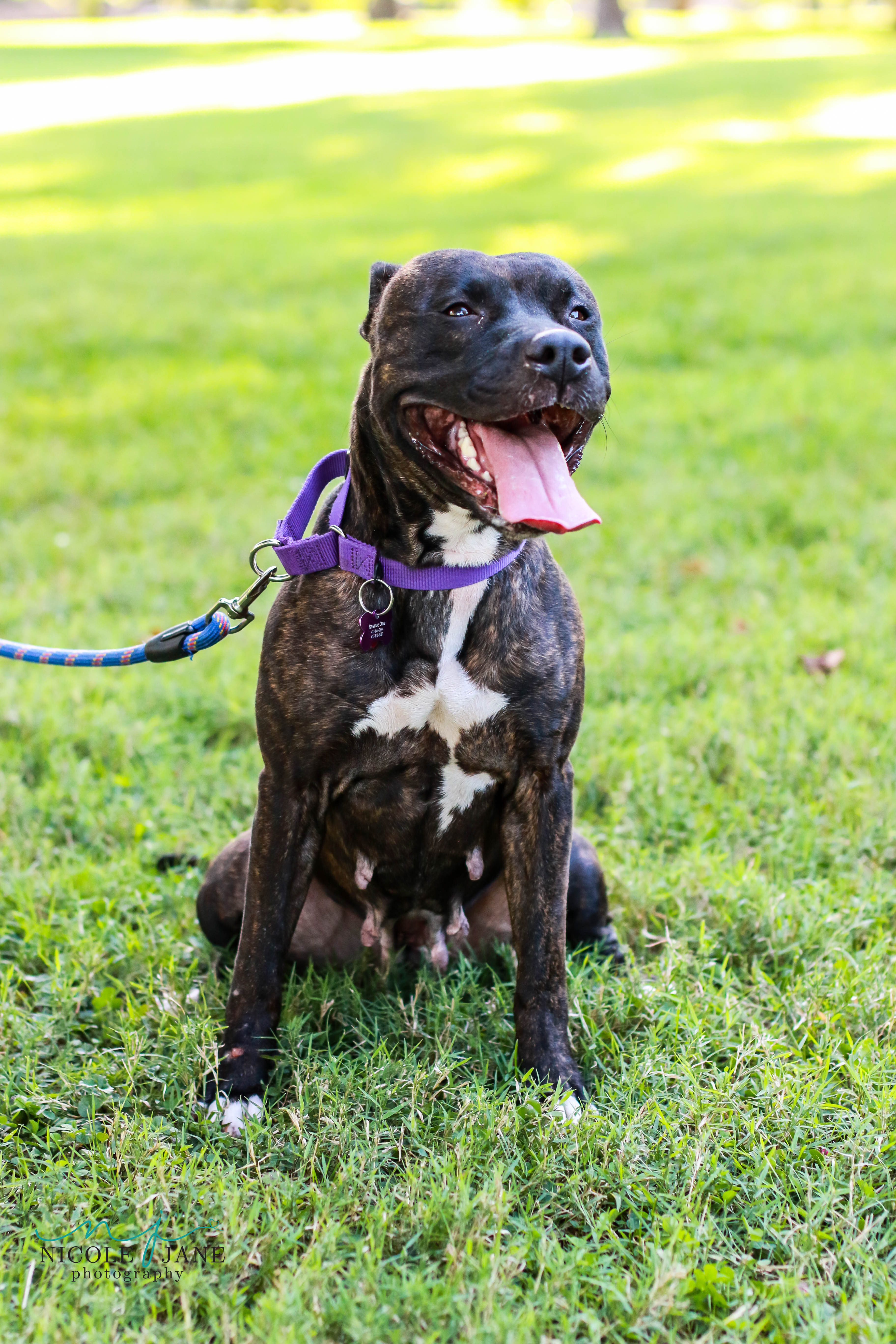 Aldi, an adoptable Pit Bull Terrier in Springfield, MO, 65804 | Photo Image 2