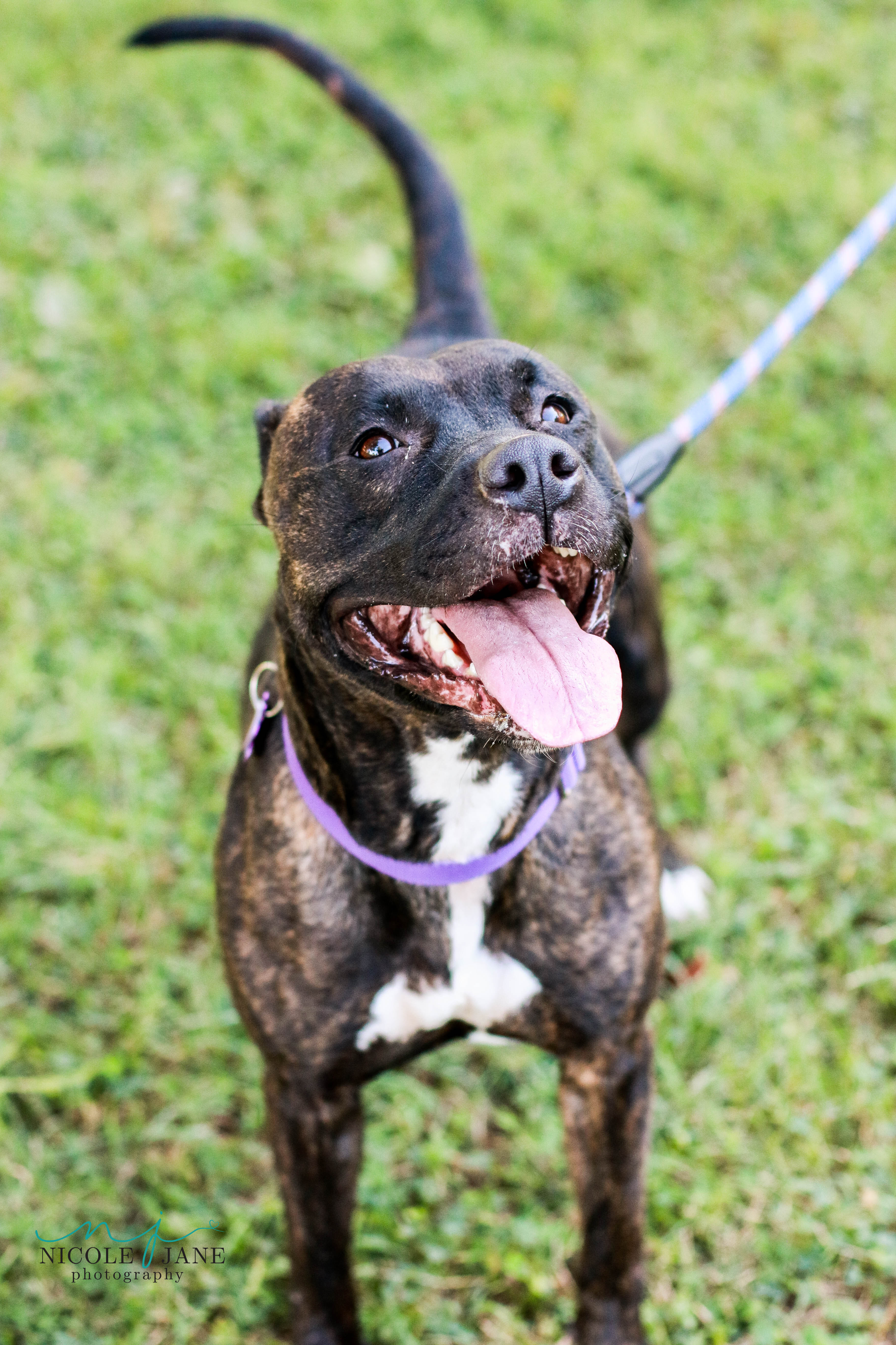 Aldi, an adoptable Pit Bull Terrier in Springfield, MO, 65804 | Photo Image 1