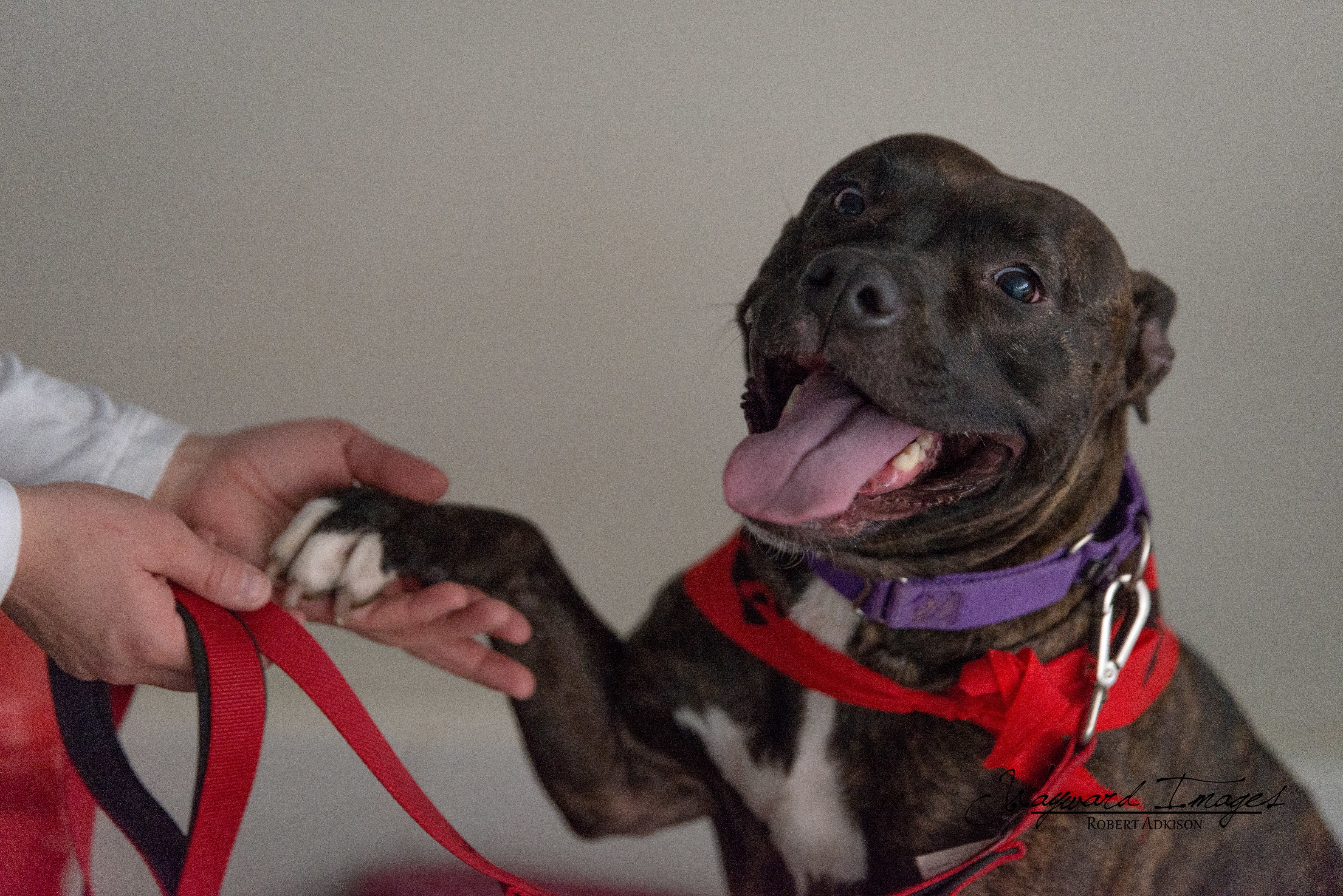 Aldi, an adoptable Pit Bull Terrier in Springfield, MO, 65804 | Photo Image 3
