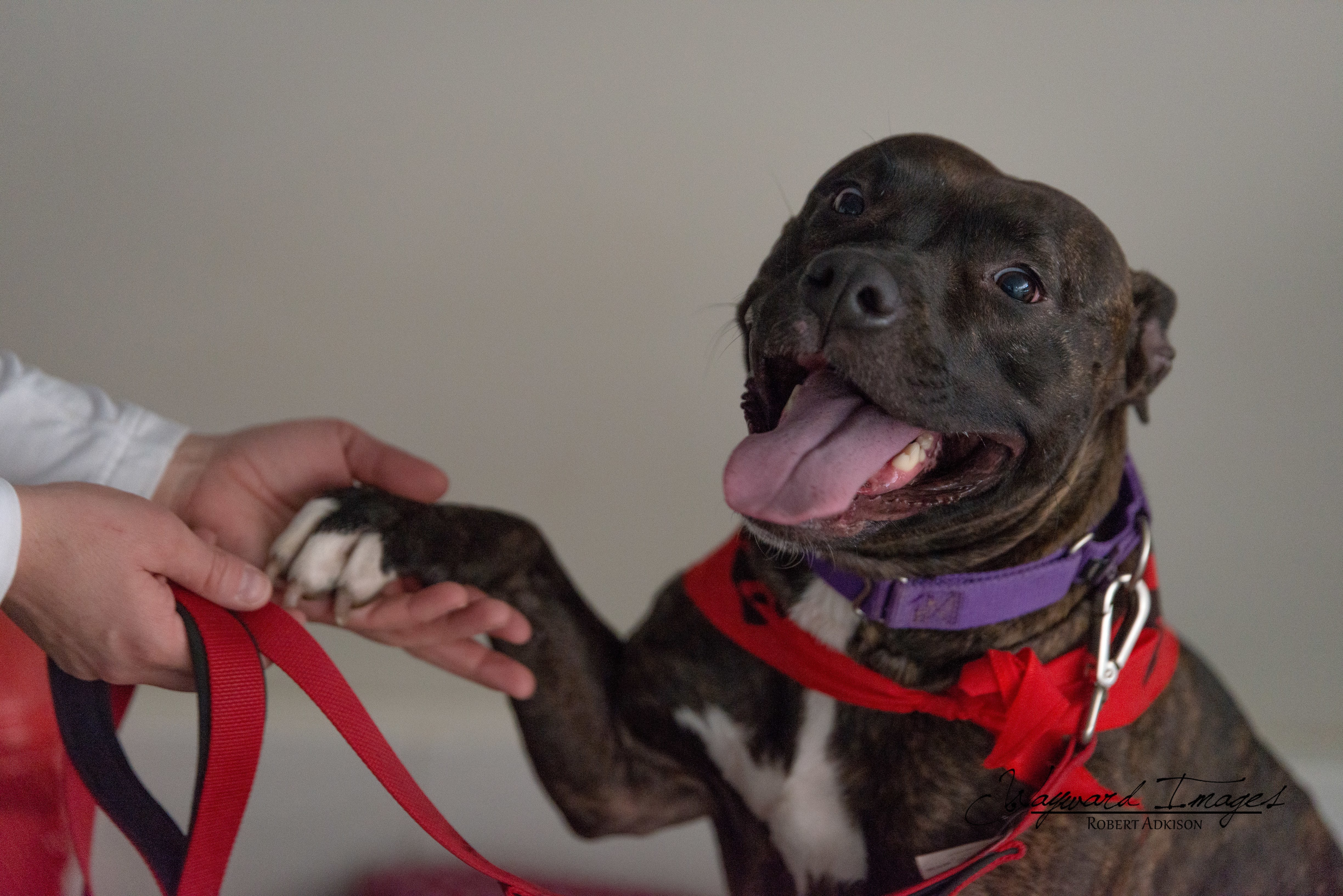 Aldi, an adoptable Pit Bull Terrier in Springfield, MO, 65804 | Photo Image 4