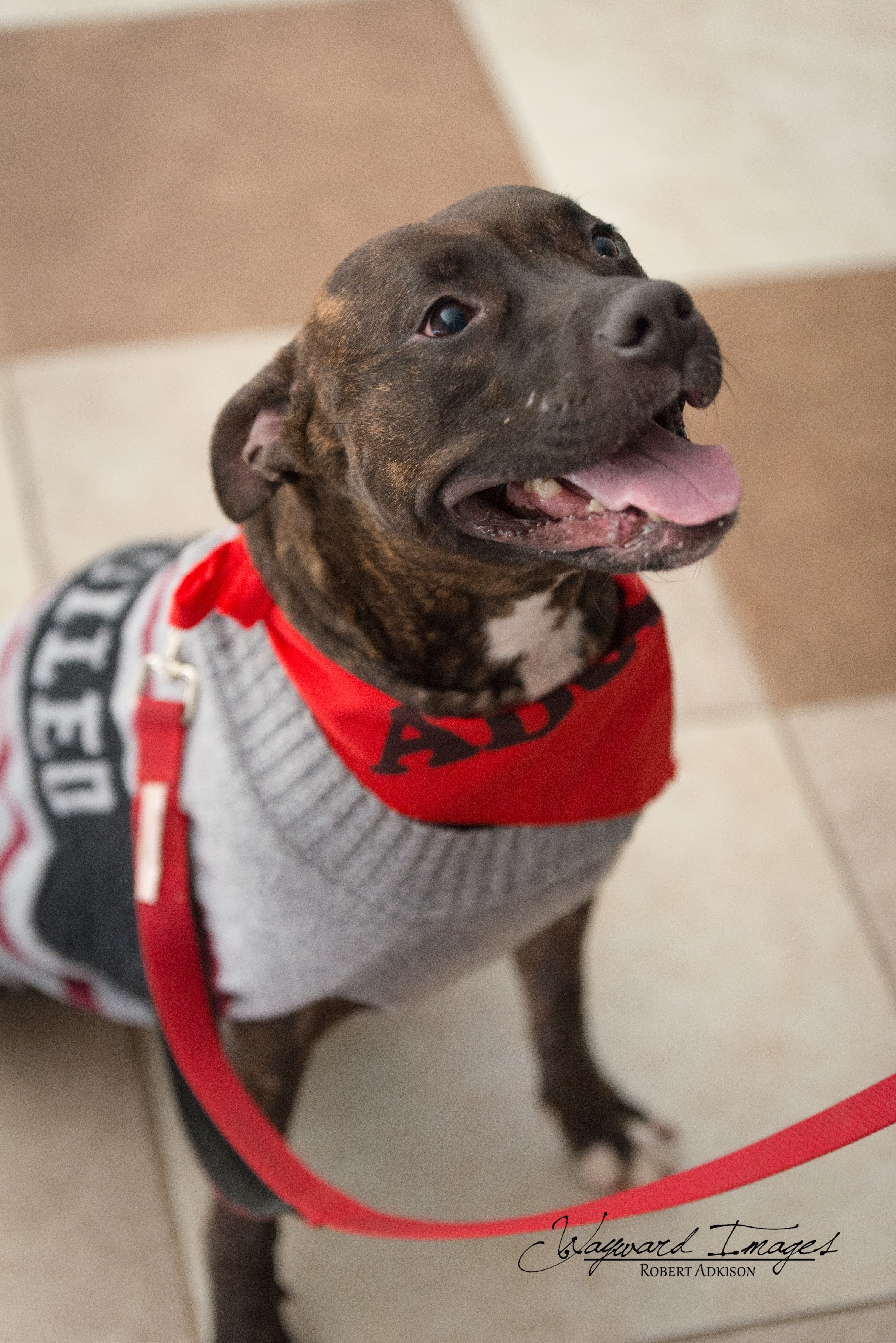 Aldi, an adoptable Pit Bull Terrier in Springfield, MO, 65804 | Photo Image 4