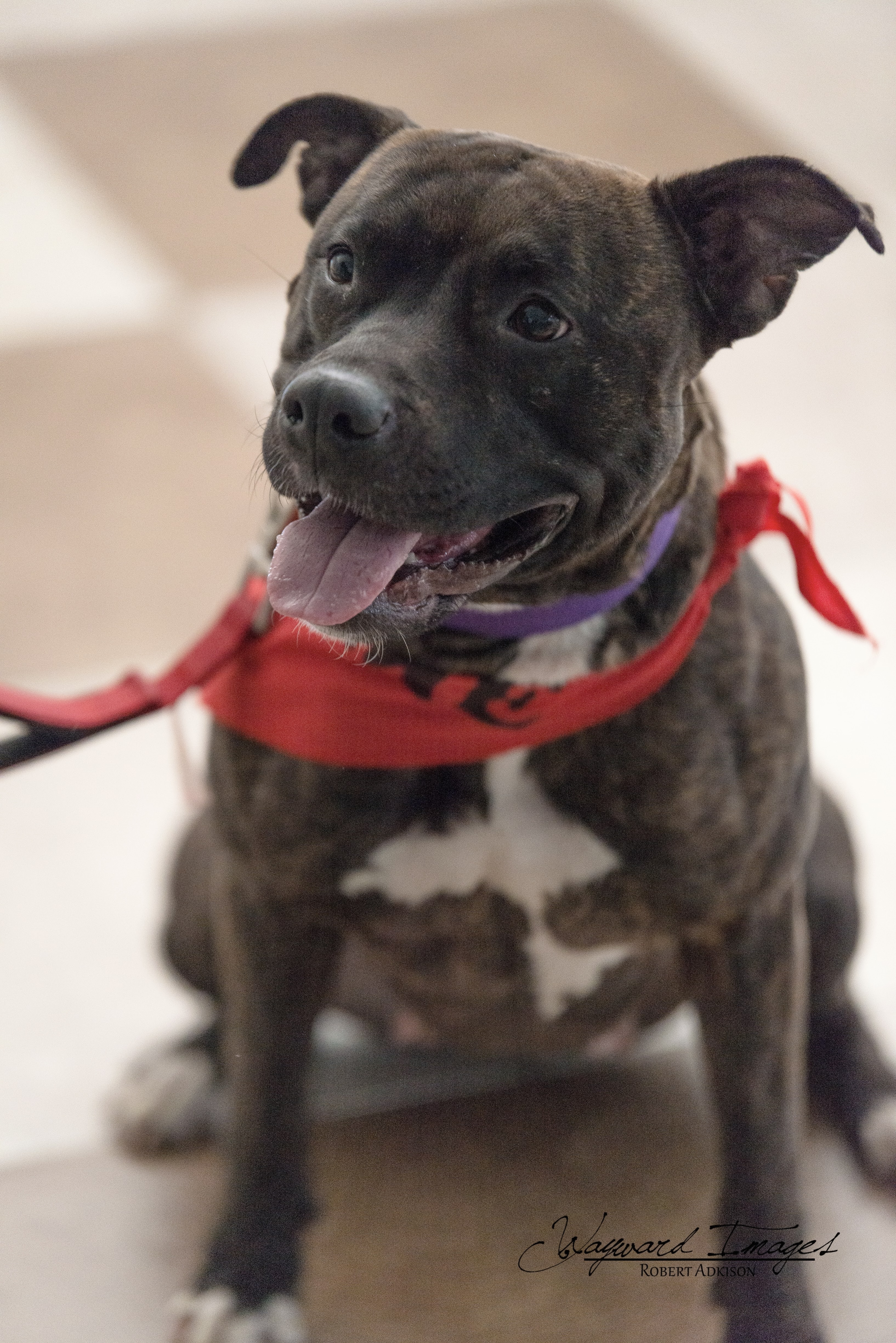 Aldi, an adoptable Pit Bull Terrier in Springfield, MO, 65804 | Photo Image 5
