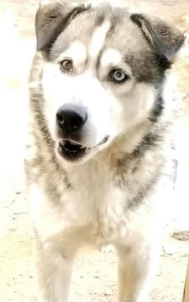 Dog For Adoption Kodiak A Husky In Colorado Springs Co Petfinder