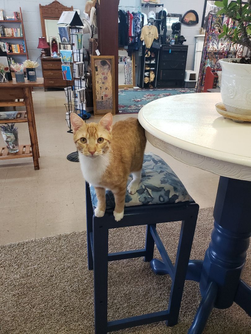Jasper, an adoptable Domestic Short Hair in Camden, TN, 38320 | Photo Image 3
