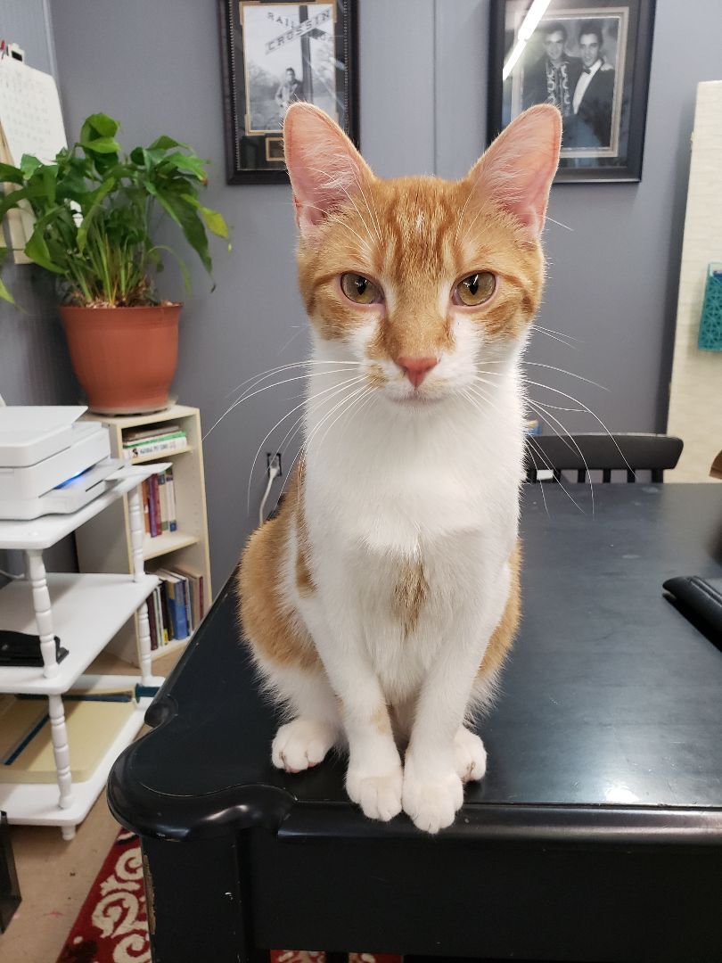 Joseph, an adoptable Domestic Short Hair in Camden, TN, 38320 | Photo Image 1