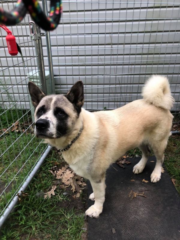 Available - Big East Akita Rescue