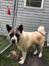 Available - Big East Akita Rescue