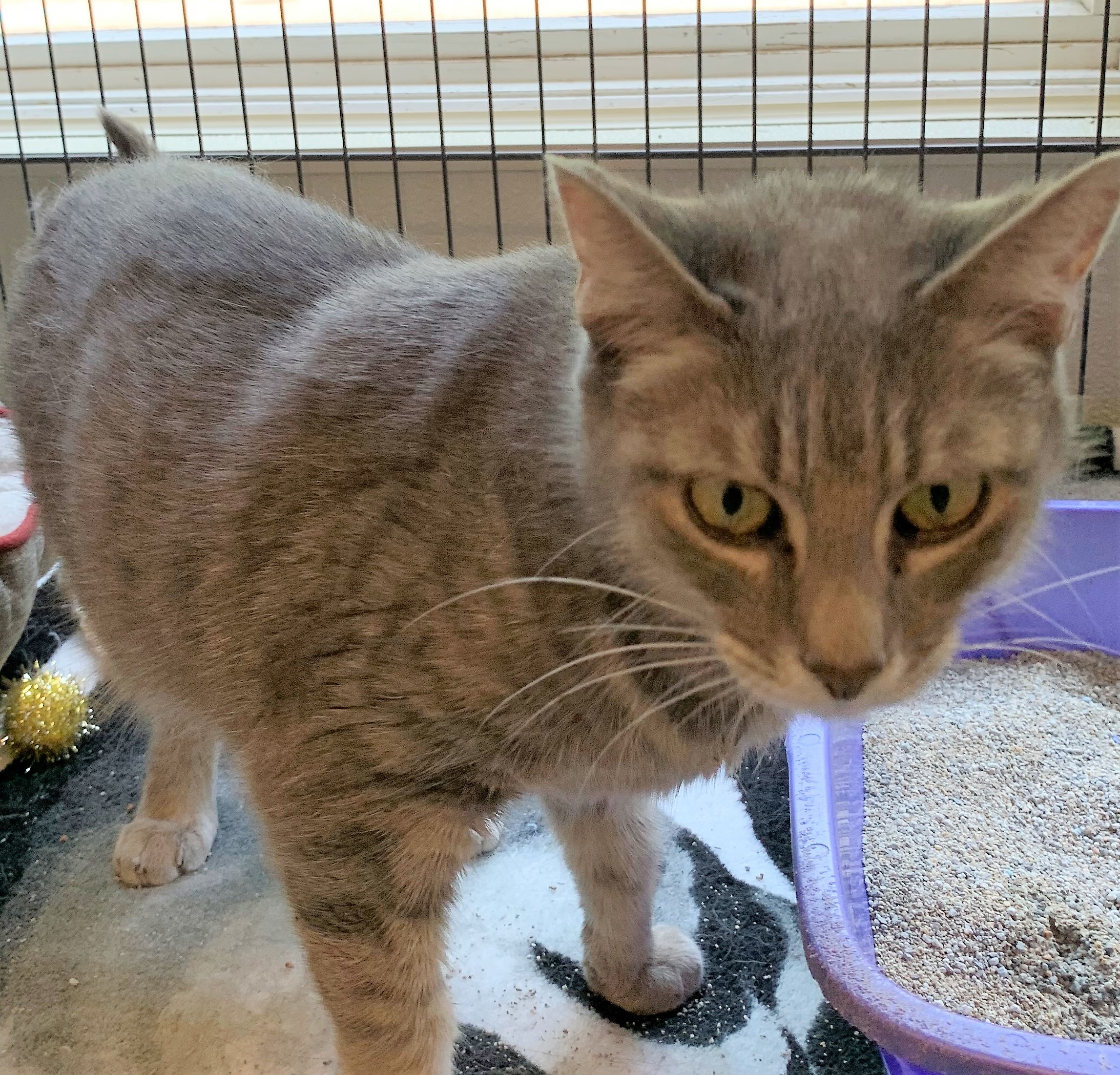 Luna, an adoptable Domestic Short Hair in Winthrop, ME, 04364 | Photo Image 1