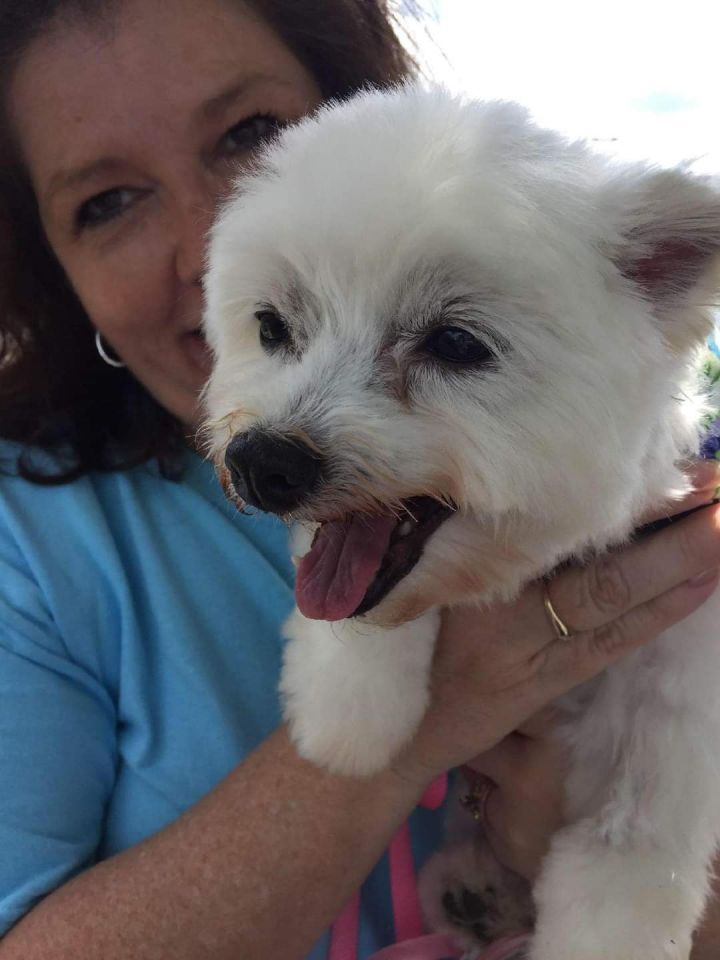 Cotton, an adopted Maltese in South Charleston, OH_image-1