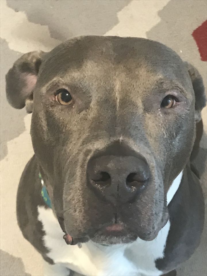 Dog For Adoption Brooks An American Staffordshire Terrier In Marietta Ga Petfinder