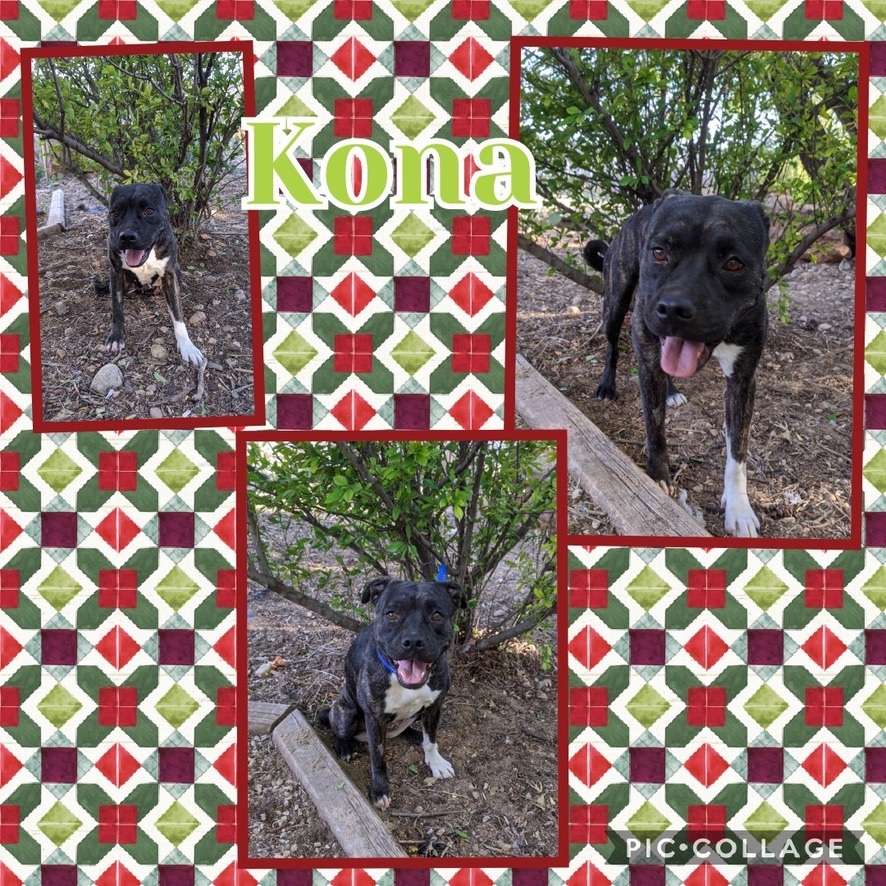 Kona, an adoptable Pit Bull Terrier in Amarillo, TX, 79105 | Photo Image 1