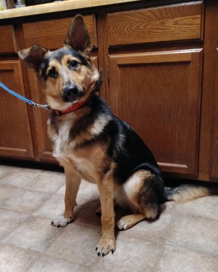 Dog For Adoption Batman A Shepherd Mix In Jamestown Nd Petfinder