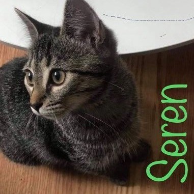 Seren ( must be adopted with Murphee)