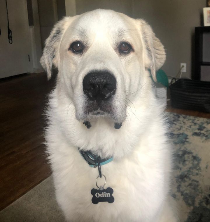 Dog For Adoption Odin Friendly Best With Adults A Great Pyrenees In Indianapolis In Petfinder