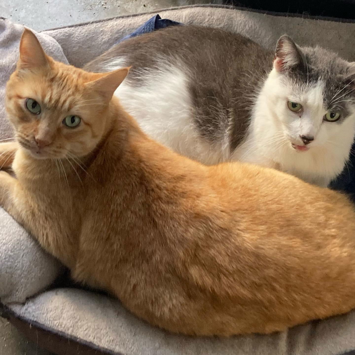 Barney & Harley, an adoptable Domestic Short Hair in Los Alamitos, CA, 90720 | Photo Image 1