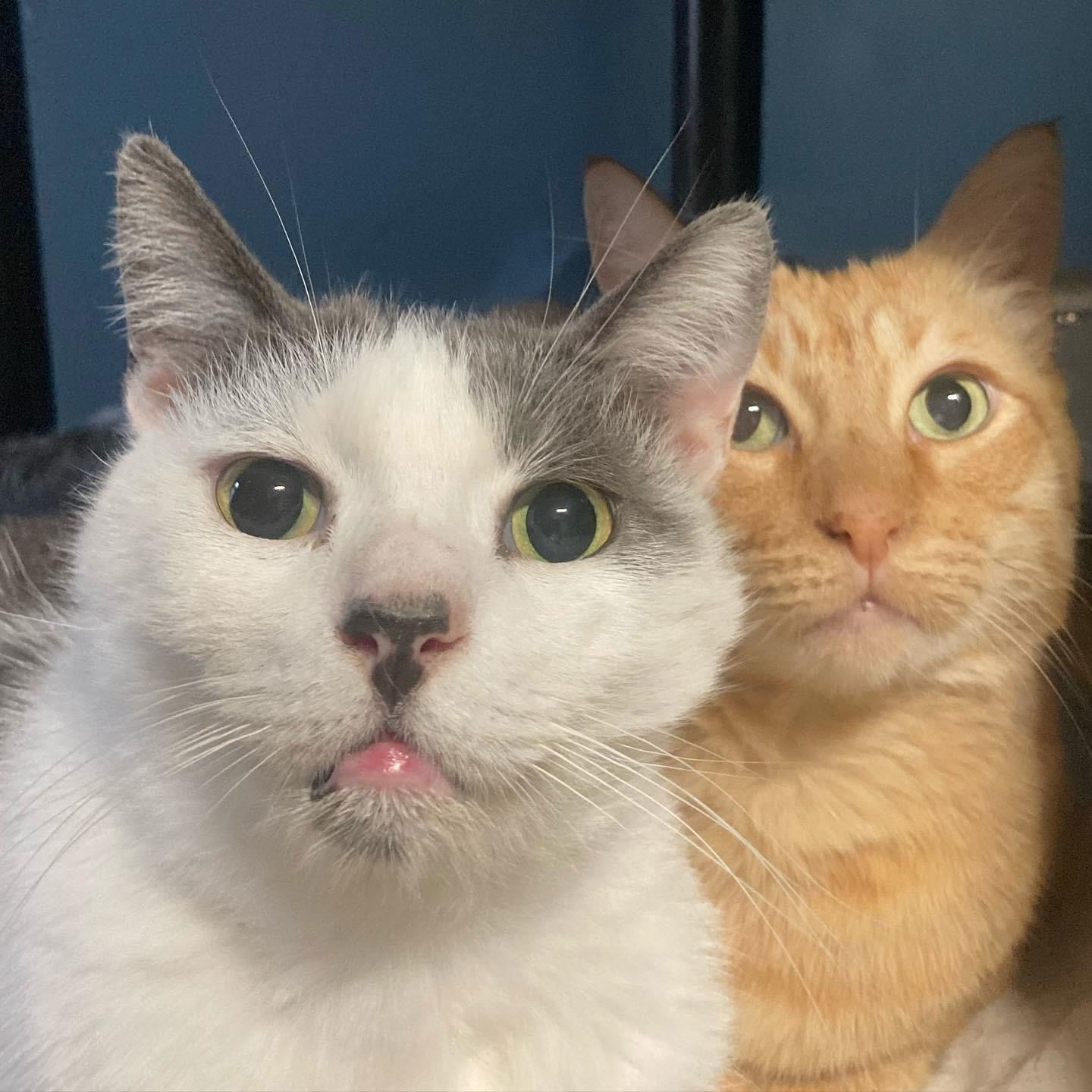 Harley & Barney, an adoptable Domestic Short Hair in Los Alamitos, CA, 90720 | Photo Image 1