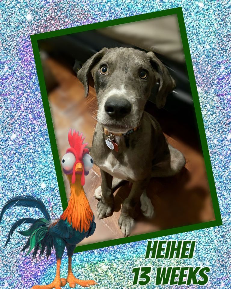 HeiHei, an adoptable Great Dane in Glendale, AZ, 85308 | Photo Image 1