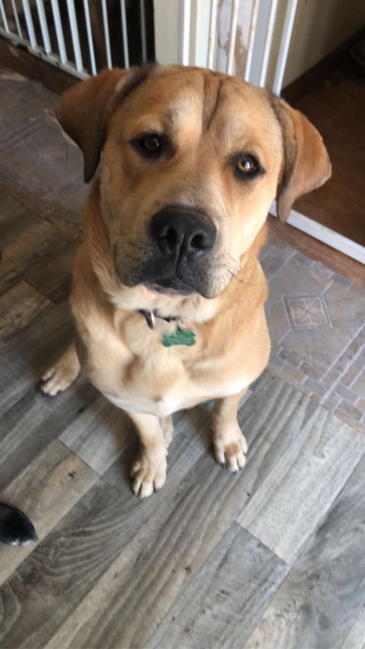 Generic Pet Adoption Form - The W Guide