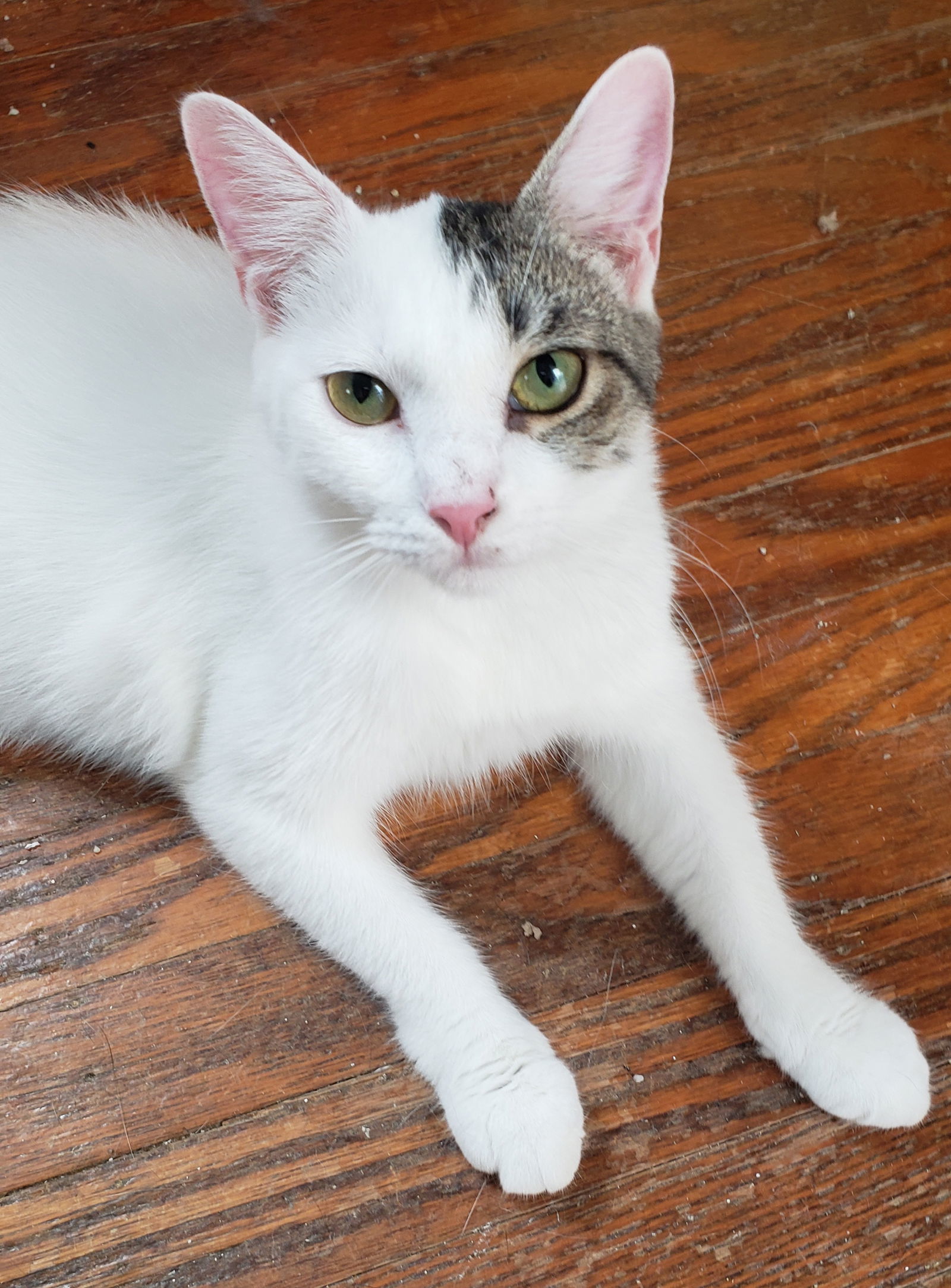 Harper, an adoptable Domestic Short Hair in Philadelphia, PA, 19111 | Photo Image 1