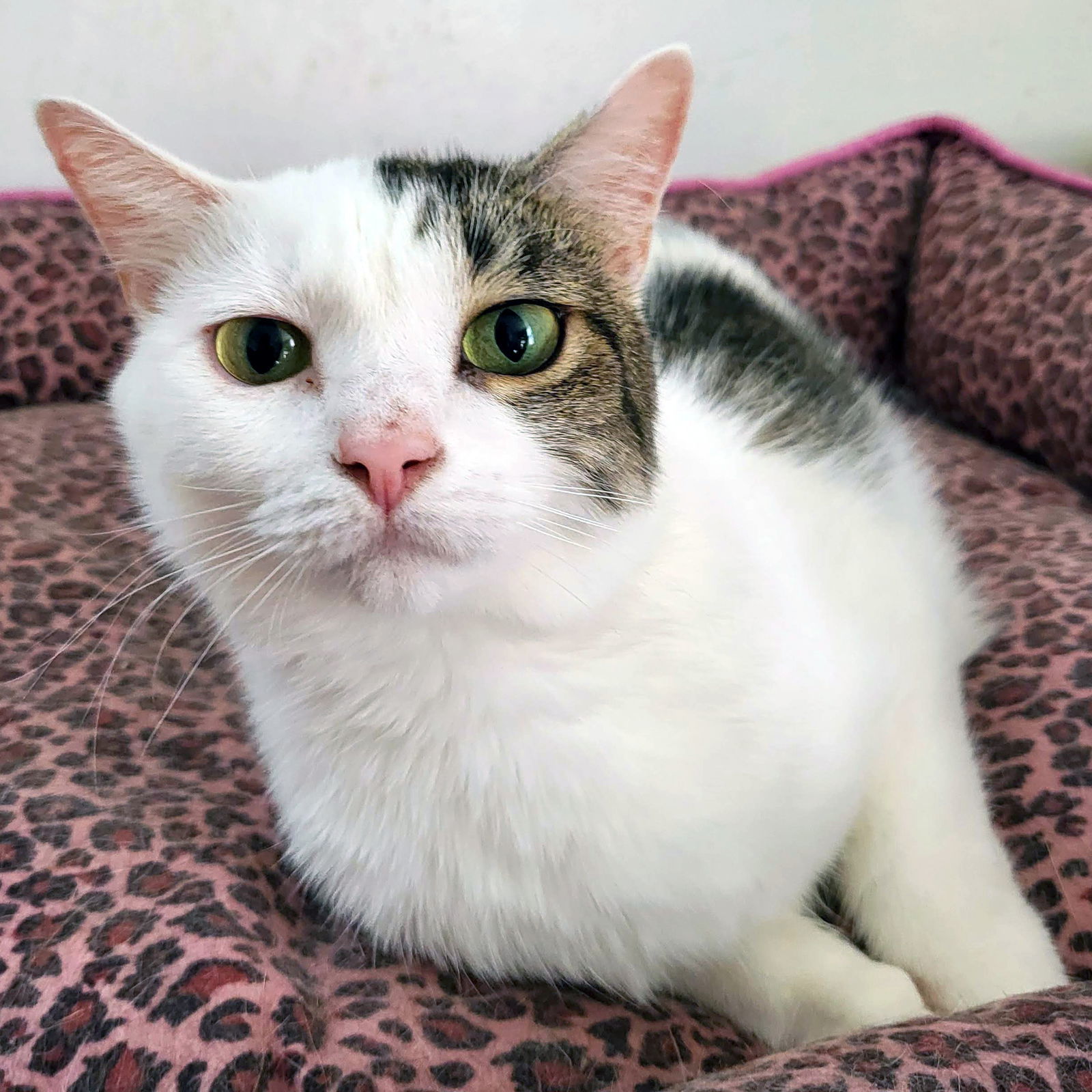 Harper, an adoptable Domestic Short Hair in Philadelphia, PA, 19111 | Photo Image 1
