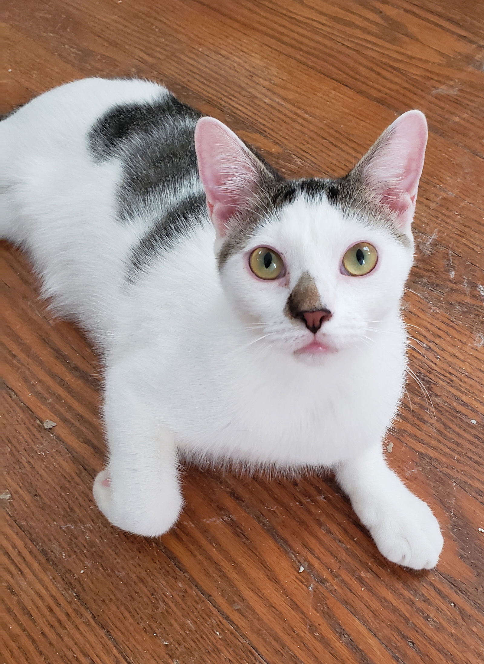 Hudson, an adoptable Domestic Short Hair in Philadelphia, PA, 19111 | Photo Image 1