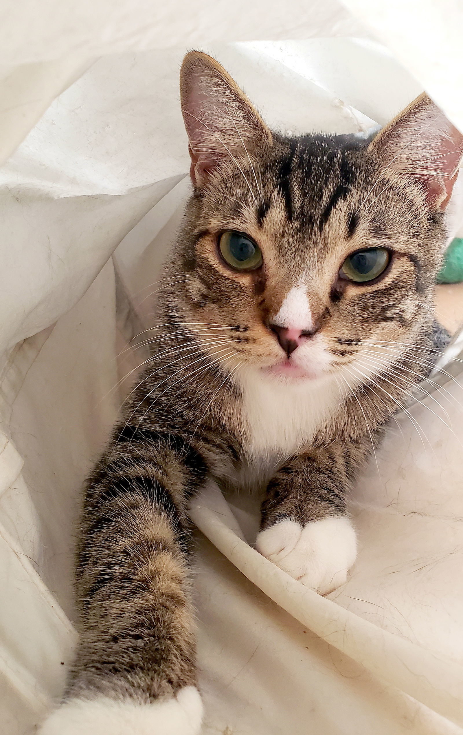 Hunter, an adoptable Domestic Short Hair in Philadelphia, PA, 19111 | Photo Image 1