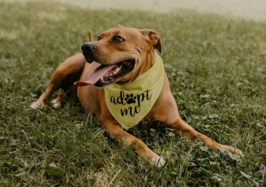 Josie, an adoptable Staffordshire Bull Terrier, Yellow Labrador Retriever in Clinton, MO, 64735 | Photo Image 2