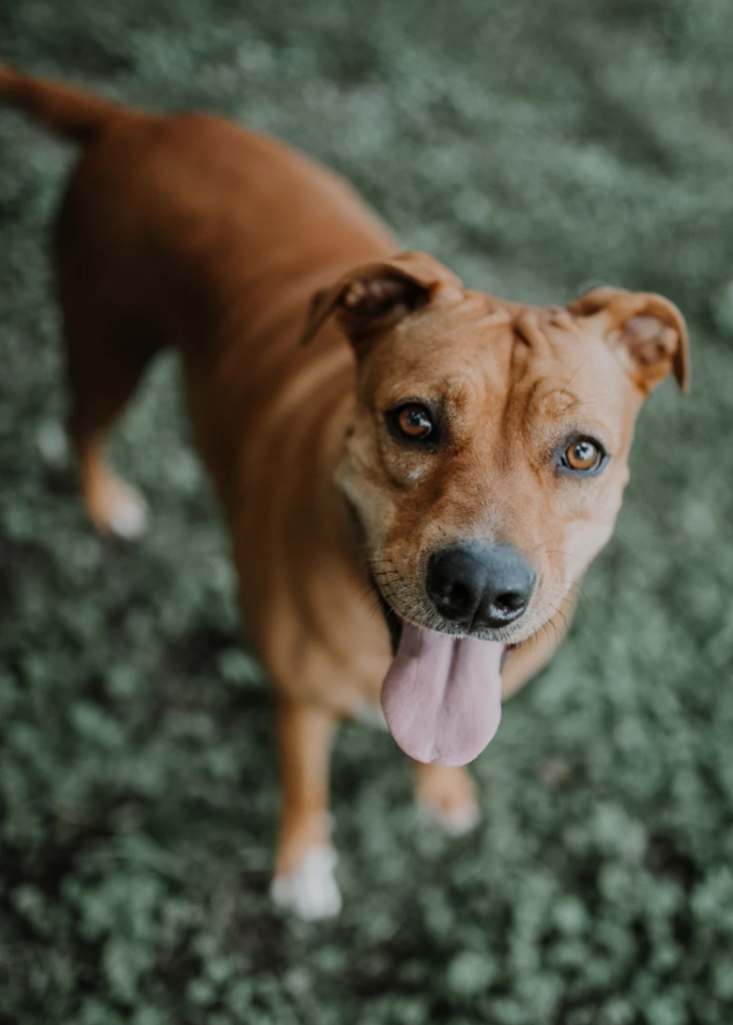 Josie, an adoptable Staffordshire Bull Terrier, Yellow Labrador Retriever in Clinton, MO, 64735 | Photo Image 1