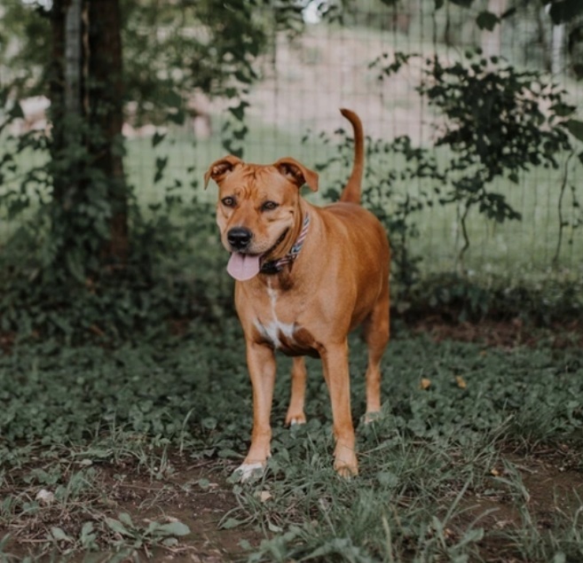 Josie, an adoptable Staffordshire Bull Terrier, Yellow Labrador Retriever in Clinton, MO, 64735 | Photo Image 3