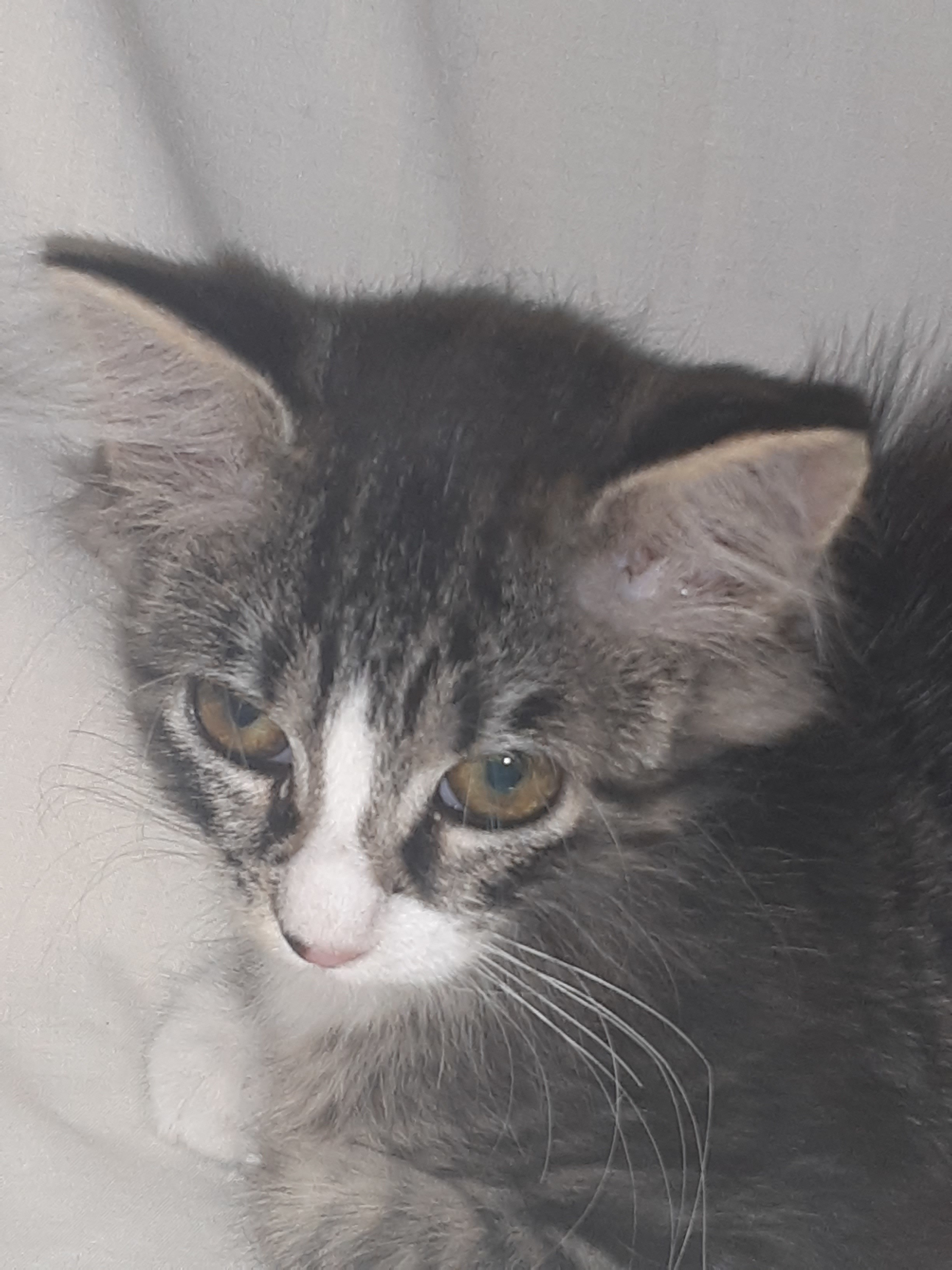 PEGGY, an adoptable Domestic Short Hair, Tabby in Andover, KS, 67002 | Photo Image 2