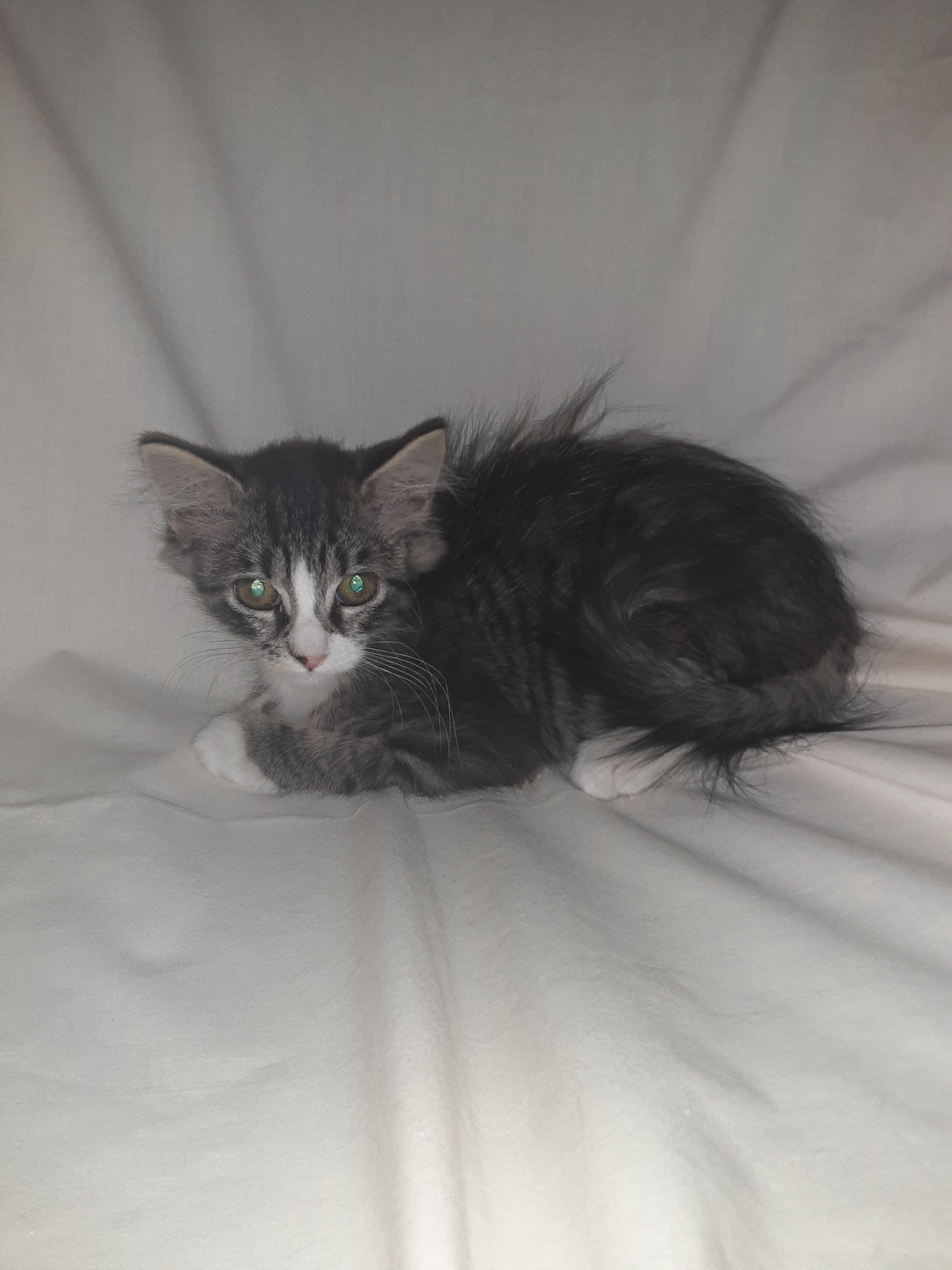 PEGGY, an adoptable Domestic Short Hair, Tabby in Andover, KS, 67002 | Photo Image 4