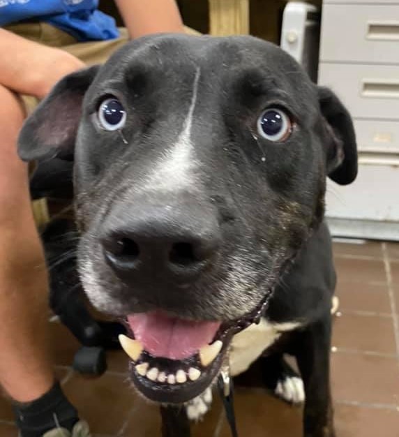 Tank, an adoptable Labrador Retriever, Pit Bull Terrier in Olean, NY, 14760 | Photo Image 2