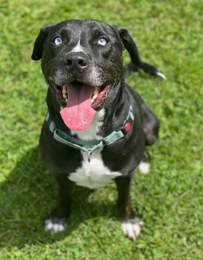 Tank, an adoptable Labrador Retriever, Pit Bull Terrier in Olean, NY, 14760 | Photo Image 3