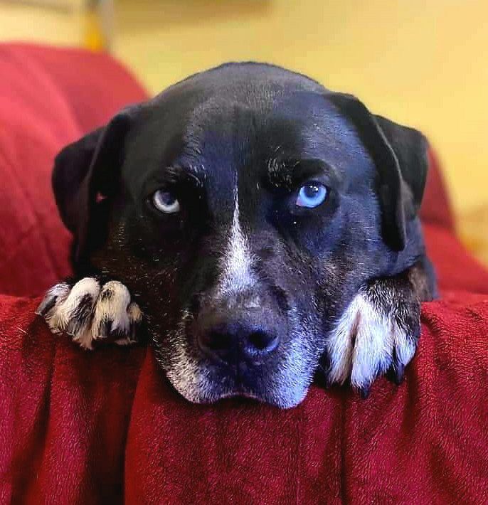 Tank, an adoptable Labrador Retriever, Pit Bull Terrier in Olean, NY, 14760 | Photo Image 1