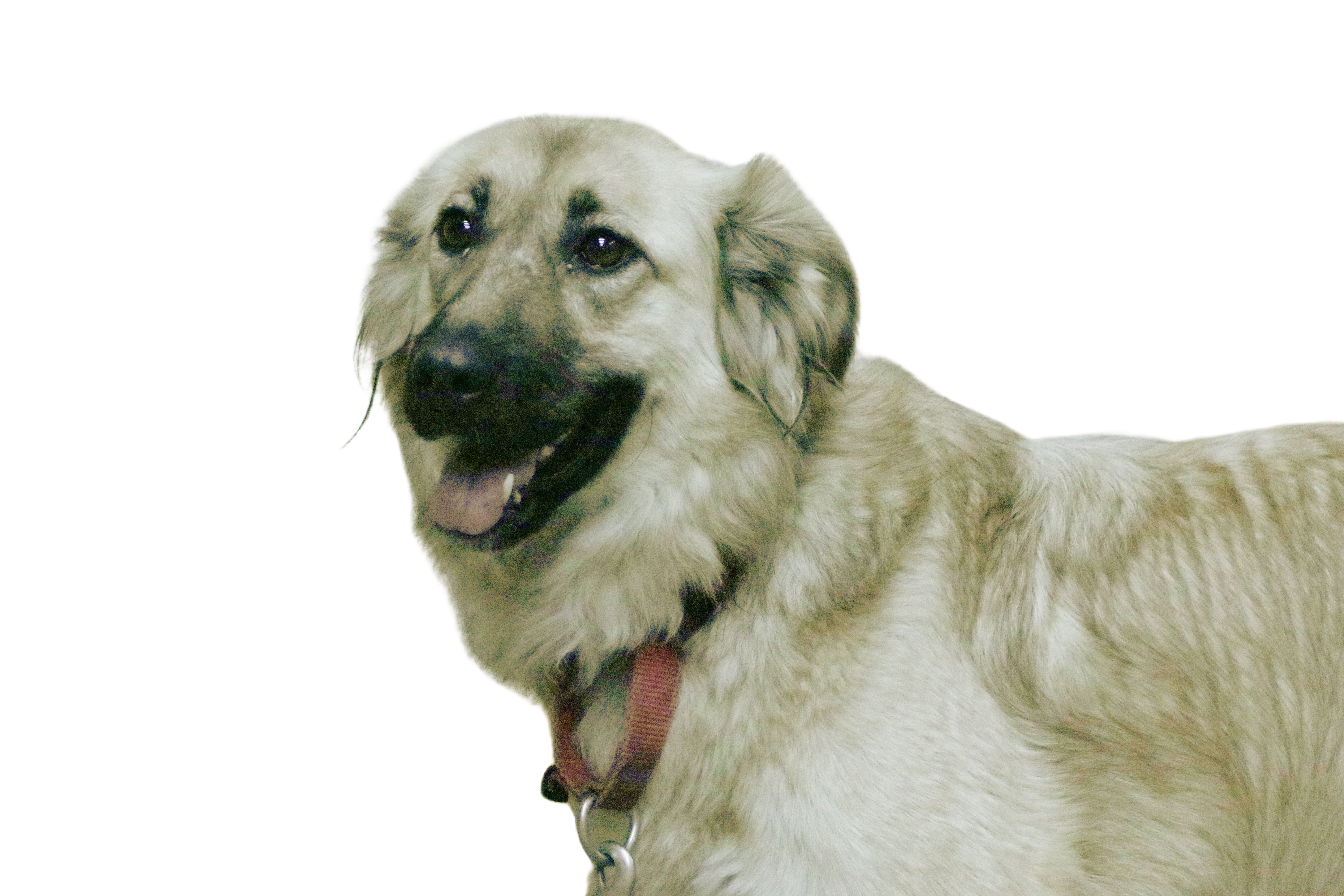 Osa, an adoptable Setter, Hound in Mission, KS, 66202 | Photo Image 2