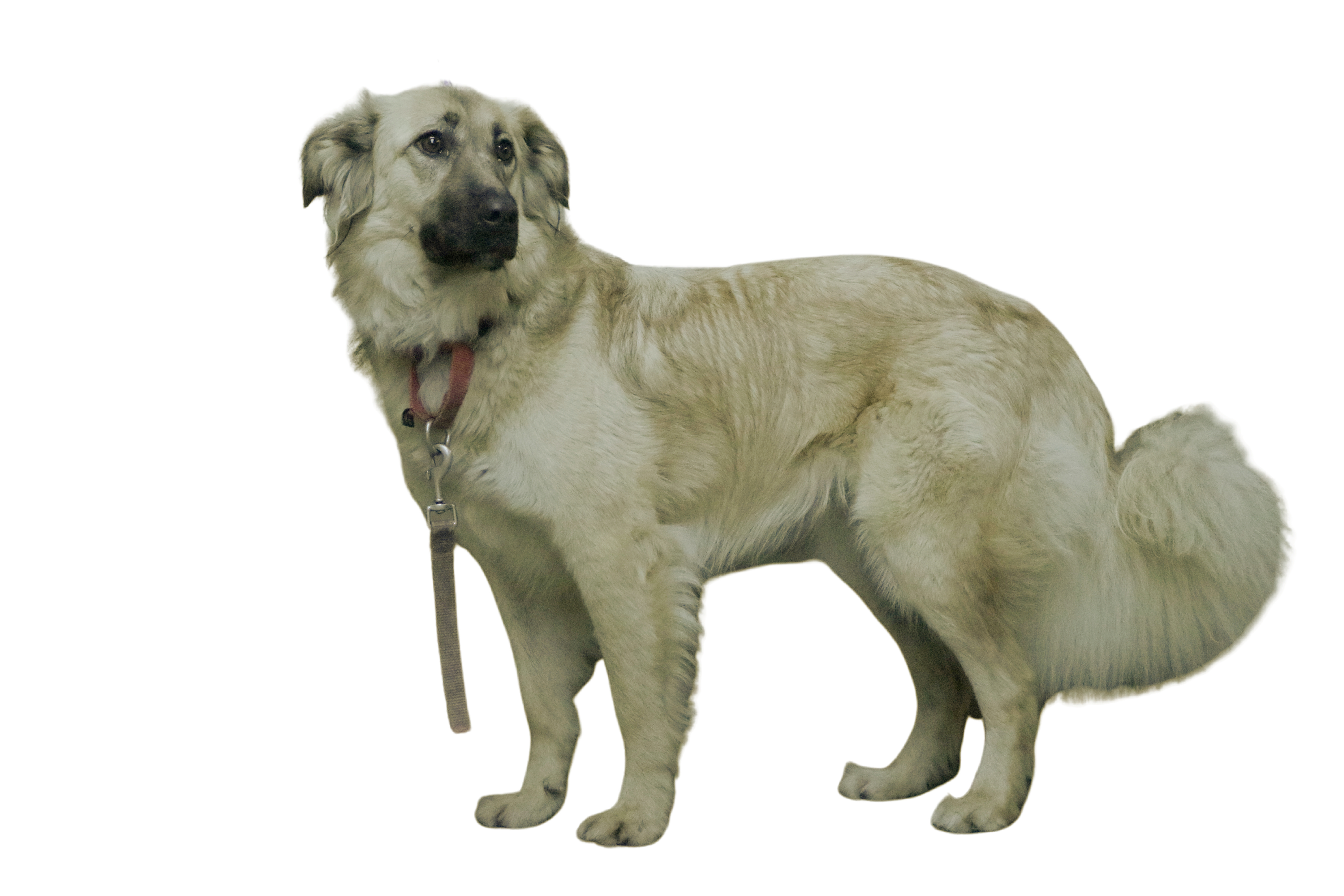 Osa, an adoptable Setter, Hound in Mission, KS, 66202 | Photo Image 5