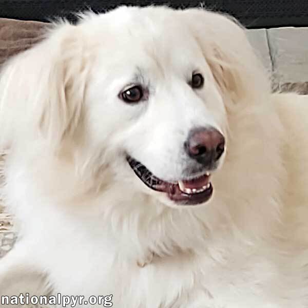 Shelby in CT - Shy Girl Needs Patient Adopter, an adoptable Great Pyrenees in Middletown, CT, 06457 | Photo Image 1
